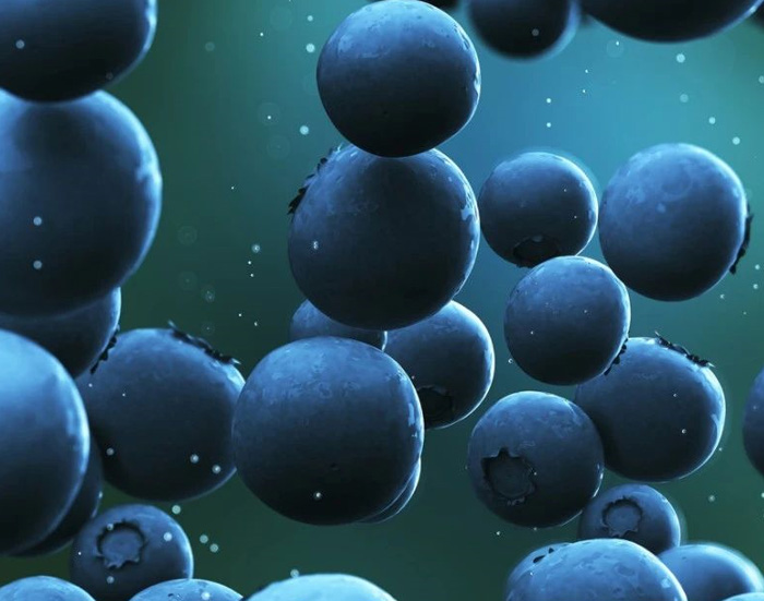 藍(lán)莓到藍(lán)莓干其營(yíng)養(yǎng)價(jià)值有變化嗎(圖2) 藍(lán)莓到藍(lán)莓干其營(yíng)養(yǎng)價(jià)值有變化嗎(圖2)