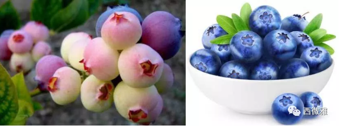 珍貴的果脯-藍(lán)莓干(圖8) 珍貴的果脯-藍(lán)莓干(圖8)