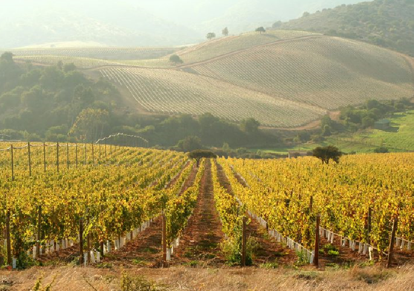 西微雅邀請美國加州葡萄干管理委員會陸老師為員工進行產(chǎn)品培訓(圖5)