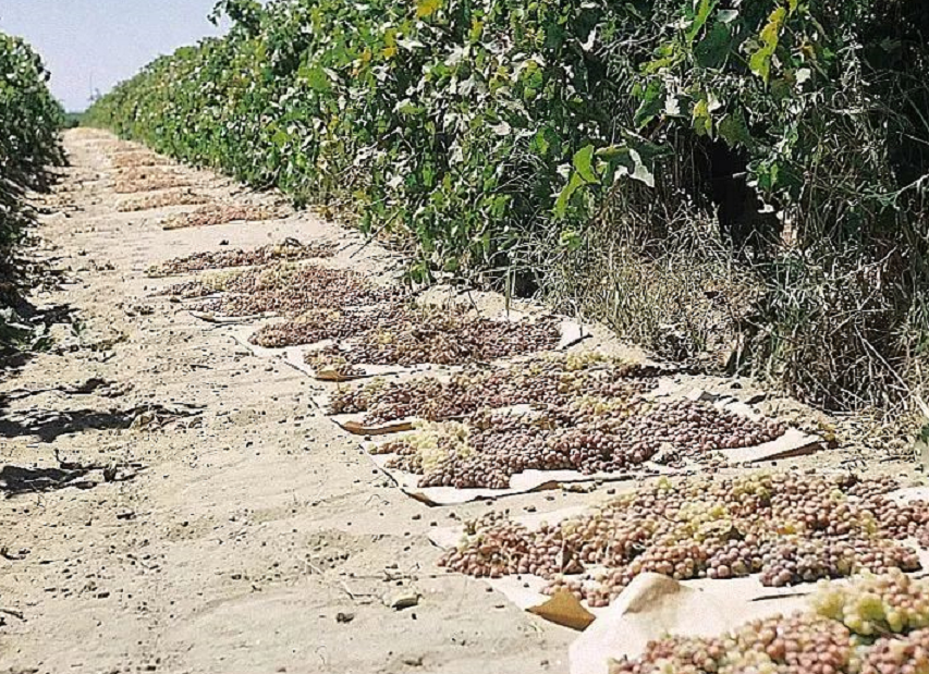 西微雅邀請美國加州葡萄干管理委員會陸老師為員工進行產(chǎn)品培訓(圖6)