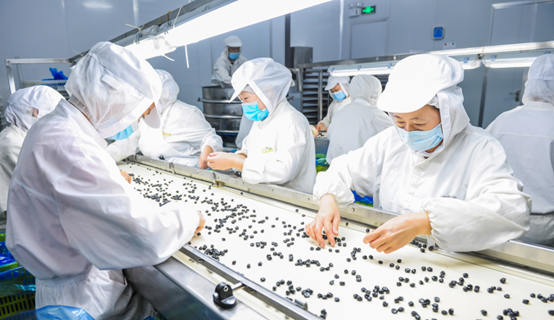 藍莓干生產(chǎn)廠家—西微雅鑄造匠心藍莓干(圖8)