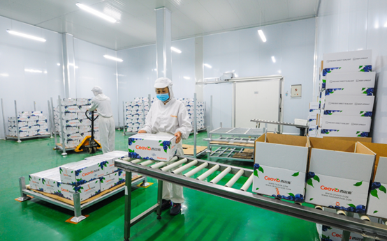 藍莓干生產(chǎn)廠家—西微雅鑄造匠心藍莓干(圖9)